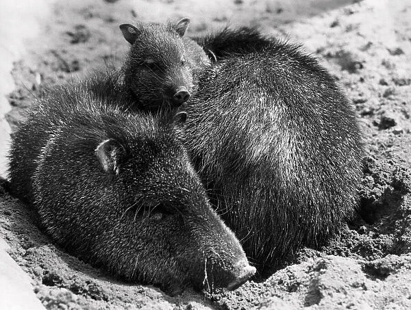 A baby Collared Peccary at Dudley Zoo. 24th April 1973