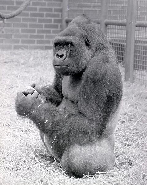 Baby Doll, a gorilla at Howlett Park Zoo in Littleborne with new born baby Kisoro being