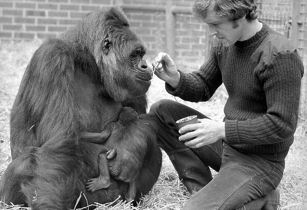 Baby Doll, a gorilla at Howlett Park Zoo in Littleborne with new born baby Kisoro being