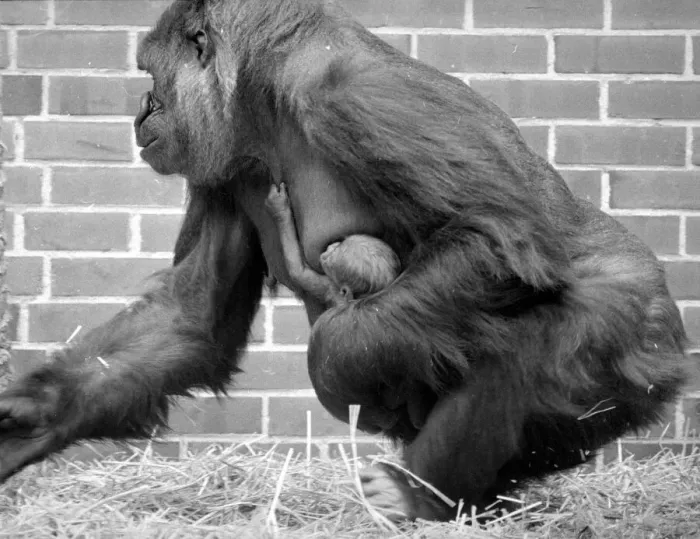 Framed Print : Baby Doll, a gorilla at Howlett Park Zoo in Littleborne with new born baby Kisoro