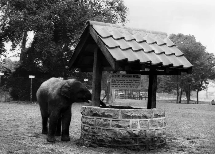 Framed Print : Baby elephant Gosta checks up on the money that has been left in her wishing well Framed Print : Baby elephant Gosta checks up on the money that has been left in her wishing well