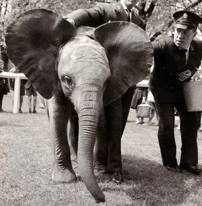 Framed Print : Baby Elephant at London Zoo. May 1962 A©Mirrorpix