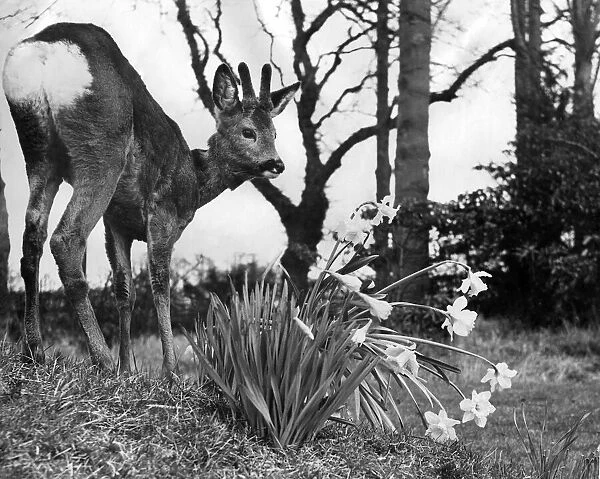 A baby fawn seen here beside a clump of daffodils. March 1953 P007383