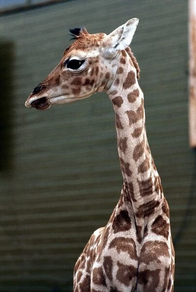Baby Giraffe Catriona at Blair Drummond Safari Park. April 1973