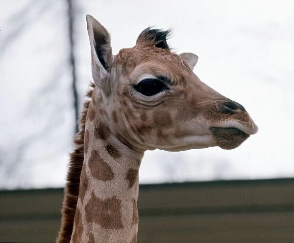 Baby Giraffe Catriona at Blair Drummond Safari Park. April 1973