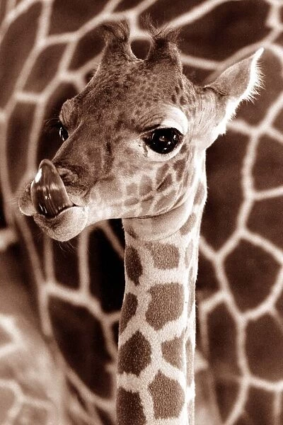 A baby giraffe circa 1995