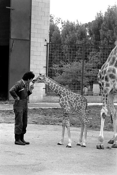 Baby giraffe seen here at Chessington Zoo checks out the Zoo Keepers