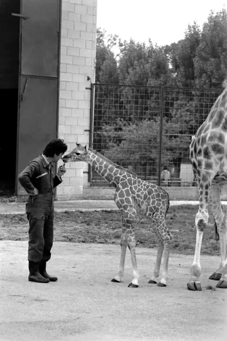 Framed Print : Baby giraffe seen here at Chessington Zoo checks out the Zoo Keepers