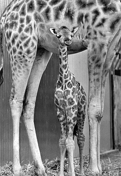 A baby giraffe sheltering underneath its mother