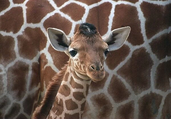 Baby giraffe at Whipsnade Wild Animal Park born on Thursday 20 June in front of its