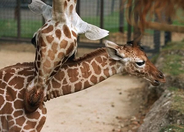 Baby Giraffe at Whipsnade Wild Animal Park born on Thursday 20 June June 1996