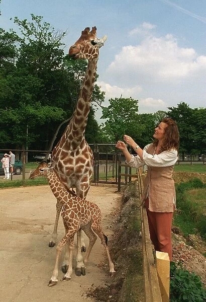 Baby Giraffe at Whipsnade Wild Animal Park born on Thursday 20 June with Shauna Lowry TV