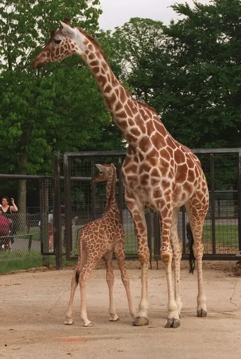 Framed Print : Baby Giraffe at Whipsnade Wild Animal Park born on Thursday 20 June June 1996