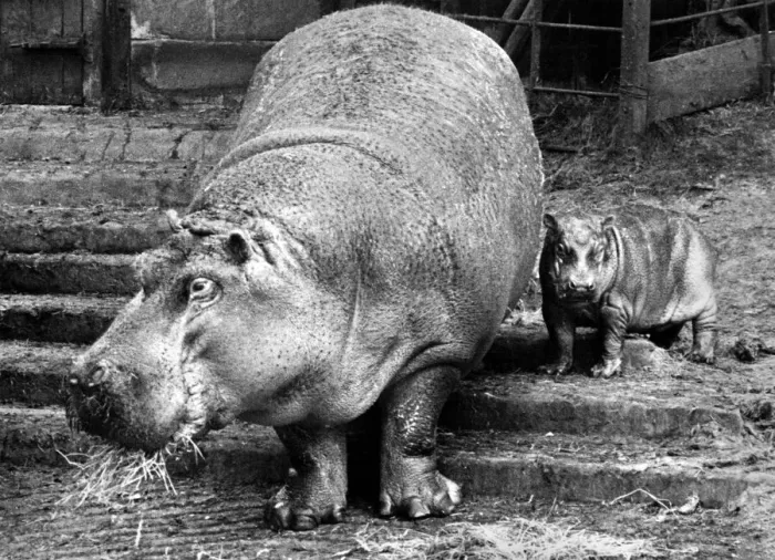Framed Print : One Baby Hippo... As Happy as a Hippie in water: It really is most extraordinary how Framed Print : One Baby Hippo... As Happy as a Hippie in water: It really is most extraordinary how
