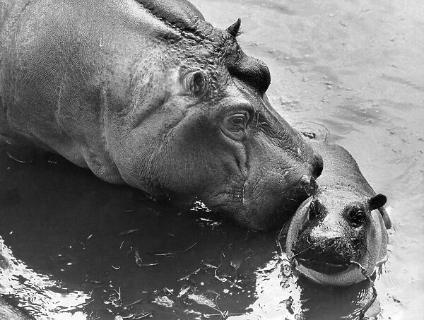 Baby hippopotamus born at Whipsnade. Although distantly related to the pig