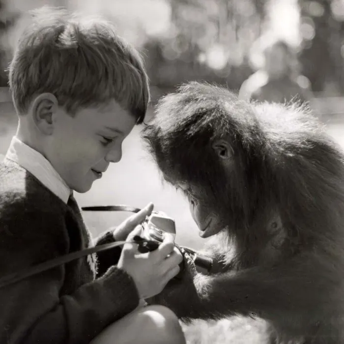 Framed Print : Baby Jane the new orang-utan at Flaming Park Zoo in Yorkshire with a young boy visitor to Framed Print : Baby Jane the new orang-utan at Flaming Park Zoo in Yorkshire with a young boy visitor to