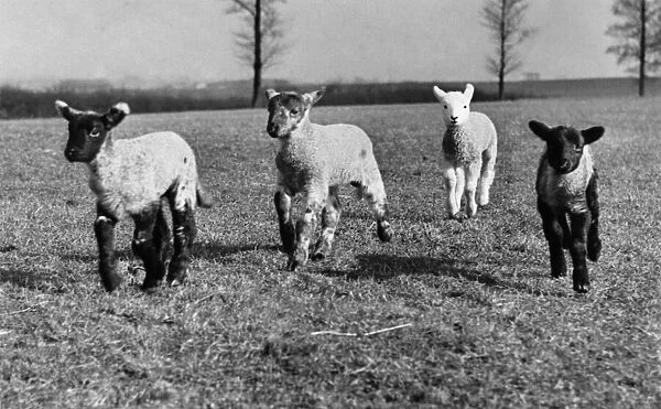 Baby lambs on the fields as Spring arrives March 1954 P009545