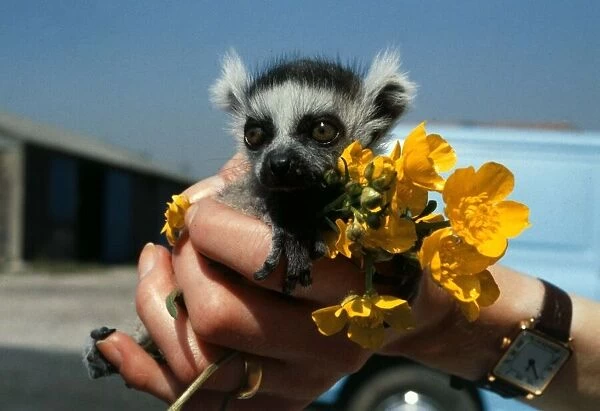 A baby lemur held in the palm of the zookeepers hand soon after his birth at Chester Zoo