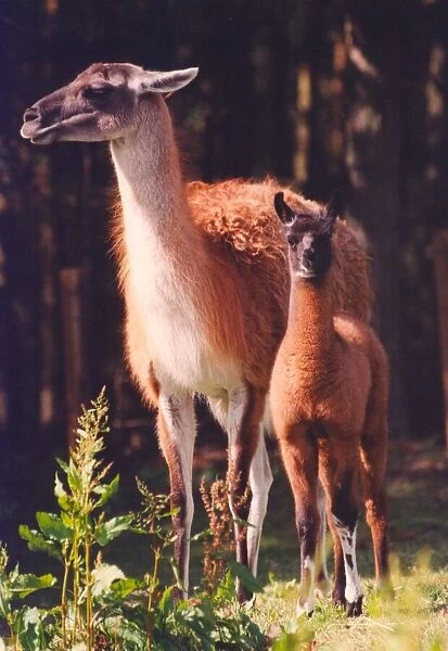A baby llama with its mother
