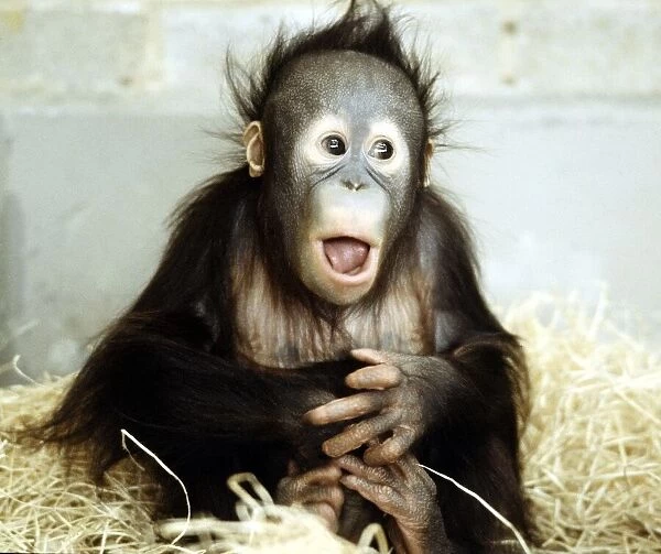 A baby orang-utan at London Zoo March 1984