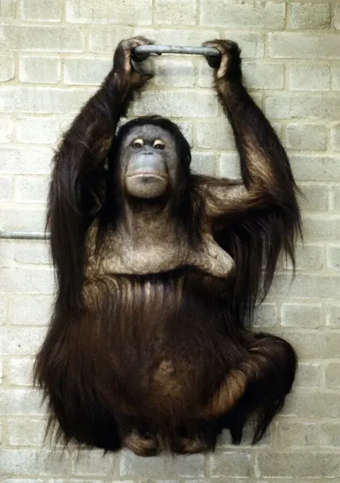 Framed Print : A baby orang-utan at London Zoo March 1984 Framed Print : A baby orang-utan at London Zoo March 1984