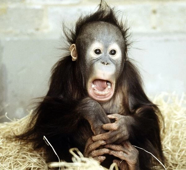 A baby orang-utan at London Zoo march 1984