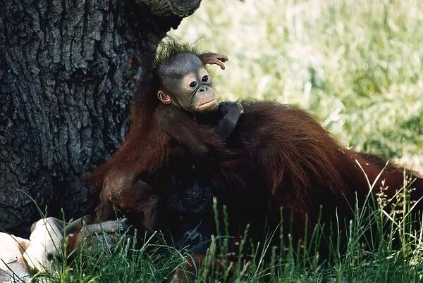 Baby Orang-utan in long grass holding onto older monkey Mother by a tree December