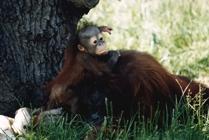 Framed Print : Baby Orang-utan in long grass holding onto older monkey Mother by a tree December