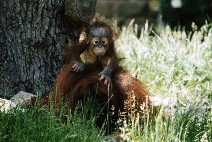Framed Print : Baby Orang-utan in long grass holding onto older monkey Mother by a tree December Framed Print : Baby Orang-utan in long grass holding onto older monkey Mother by a tree December