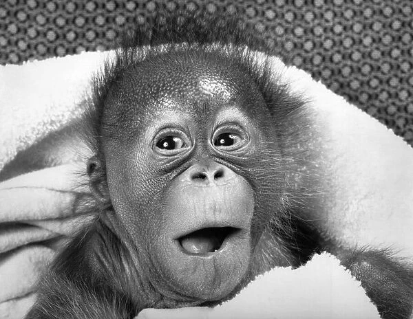 This baby Orang-Utan may have a surprised look on her face