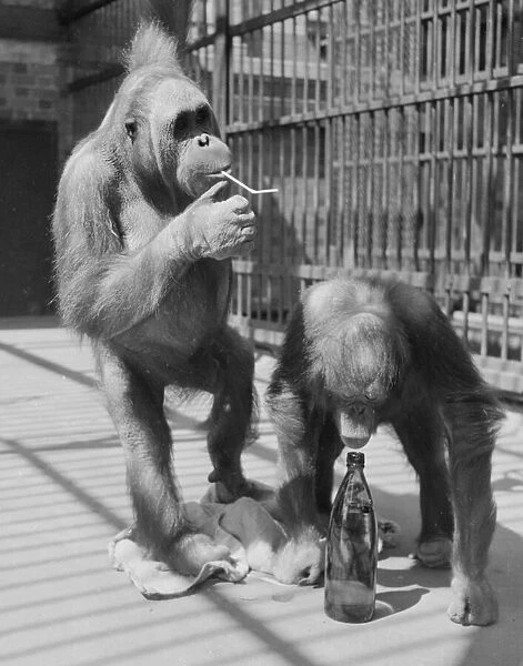 Baby Orangoutangs take a drink at London Zoo Animals Monkeys Circa 1953