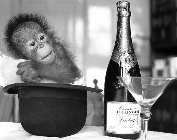 A baby Orangutan at Twycross Zoo beside a bottle of Bollinger Champagne