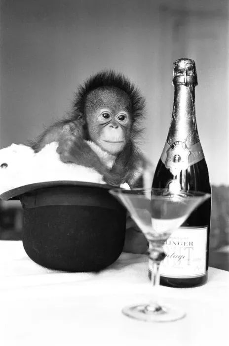 Framed Print : A baby Orangutan at Twycross Zoo beside a bottle of Bollinger Champagne Framed Print : A baby Orangutan at Twycross Zoo beside a bottle of Bollinger Champagne