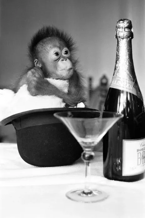 Framed Print : A baby Orangutan at Twycross Zoo beside a bottle of Bollinger Champagne Framed Print : A baby Orangutan at Twycross Zoo beside a bottle of Bollinger Champagne