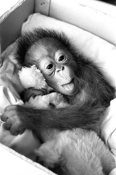A baby Orangutan at Twycross Zoo clutching a soft toy. 28th December 1974