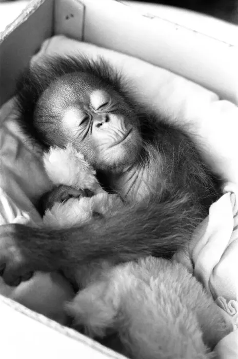 Framed Print : A baby Orangutan at Twycross Zoo clutching a soft toy. 28th December 1974