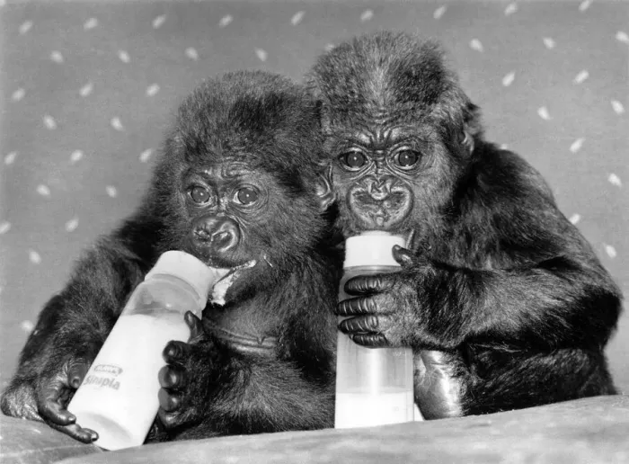 Framed Print : Two baby orphan gorillas Tamirilla (left) and Tambabi drinking milk from their bottles