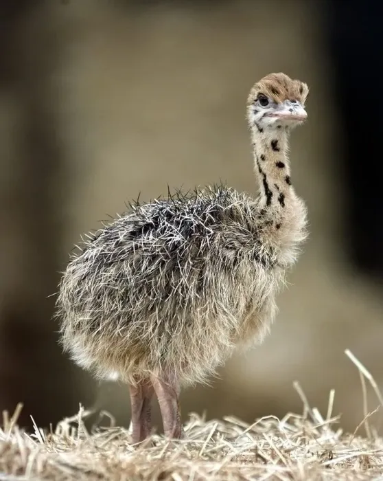 Framed Print : Baby Ostrich at the West Midland Safari Park, Bewdley