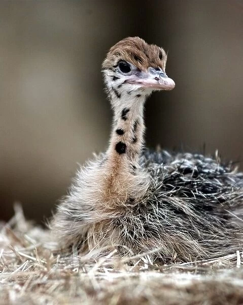 The baby Ostrich at the West Midland Safri Park. 1998