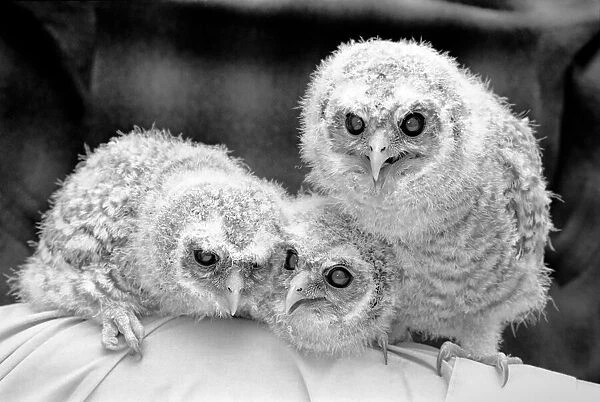 Three baby owls. May 1975