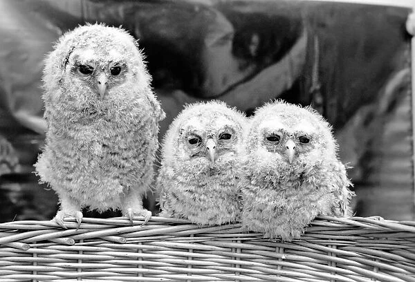 Three baby owls sitting perched on a wicker basket. May 1975