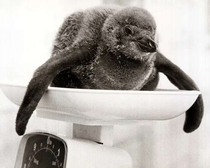 Framed Print : A Baby Penguin Chick on the Weighing Scales - June 1978 at Chesington Zoo