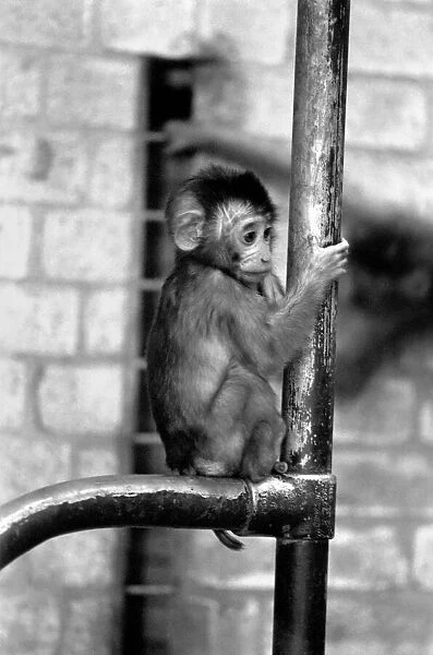 A baby Pig-tailed Monkey January 1975 75-00240-014