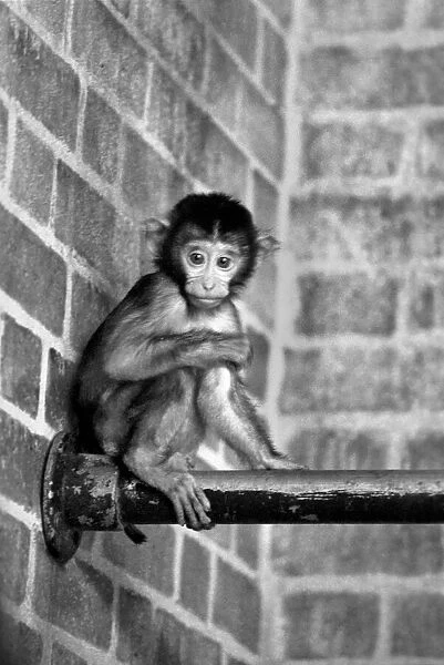 A baby Pig-tailed Monkey January 1975 75-00240-021