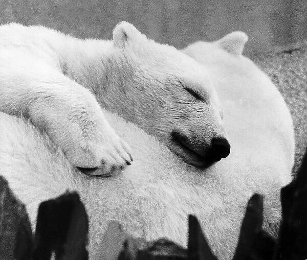 Baby polar bear asleep with his mother at London Zoo dbase