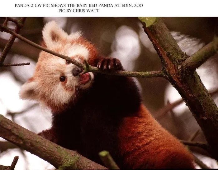 Framed Print : Baby red panda bear chewing on branch of a tree at Edinburgh Zoo 1997