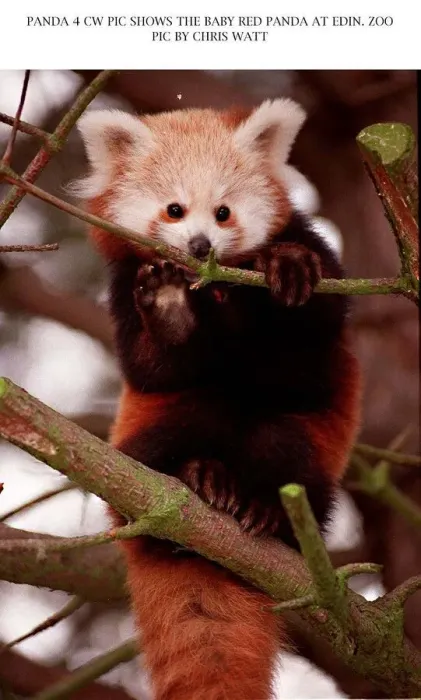 Framed Print : Baby red panda bear sitting on branch at Edinburgh Zoo 1997 Framed Print : Baby red panda bear sitting on branch at Edinburgh Zoo 1997