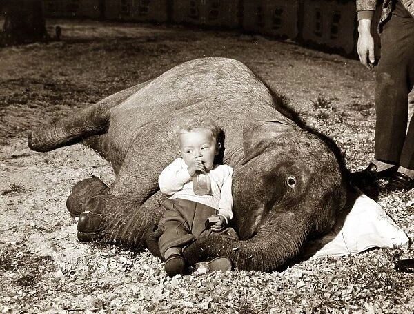 Baby relaxing with elephant. circa 1950