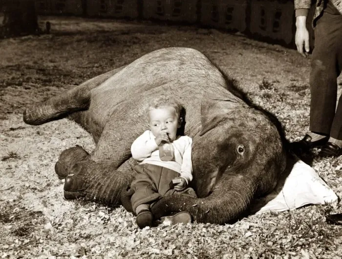 Framed Print : Baby relaxing with elephant. circa 1950 Framed Print : Baby relaxing with elephant. circa 1950
