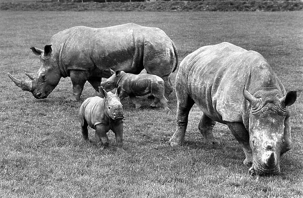 Two baby Rhinos Bill (4 weeks old) and Ben (2 weeks old), both born at Longleat
